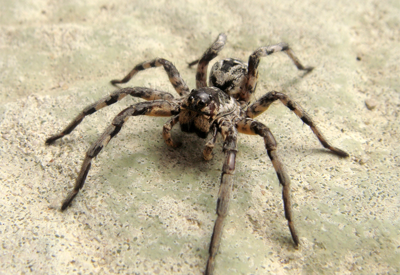 Lycosa_tarantula