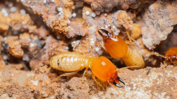 plaga-de-termitas-de-la-madera-1280×720 plaga-de-termitas-de-la-madera-1280x720
